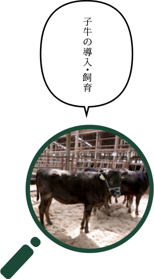 子牛の導入・飼育